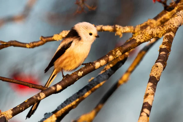 Маленькая Европейская Птица Длиннохвостая Синица Aegithalos Caudatus Время Заката Осеннем — стоковое фото