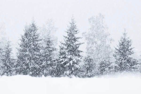 Neve Coberto Abetos Durante Uma Forte Nevasca Floresta Boreal Estoniana — Fotografia de Stock