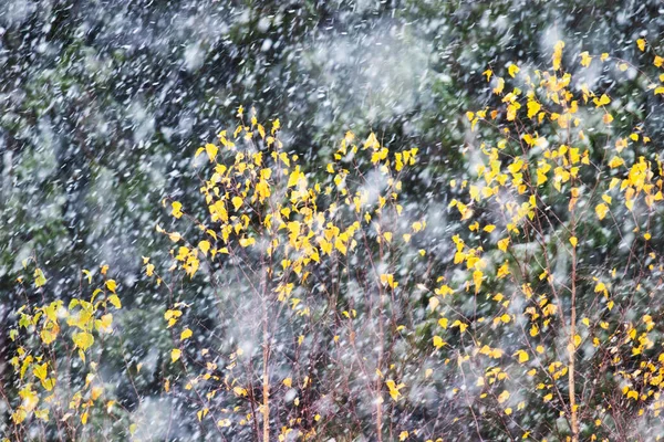 Eerste Sneeuw Herfst Met Enkele Kleurrijke Boombladeren Noord Europa — Stockfoto