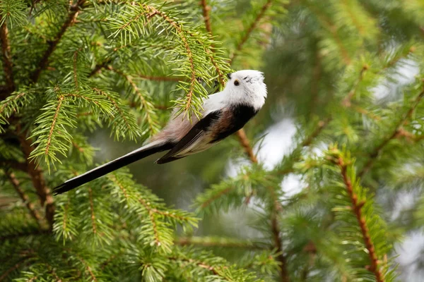 Long Tailed Tit Aegithalos Caudatus Looking Some Food Hanging Upside — Stockfoto