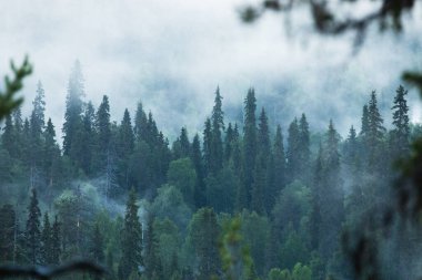 Kuzey Finlandiya, Kuusamo yakınlarındaki Oulanka Ulusal Parkı 'ndaki kozalaklı tayga ormanında puslu ve mistik bir yaz sabahı..