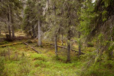 Kuzey Finlandiya 'da yaz aylarında Valtavaara' da yetişen bir tayga ormanı düştü..