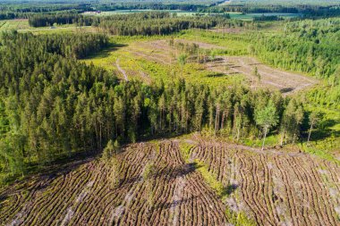 Estonya, Kuzey Avrupa 'da açık alan ve orman şeritleri antresi.