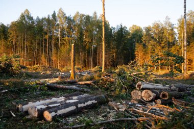 Taze kütükleri ve dalları olan temiz, taze bir bölge ve doğa için terk edilmiş yapayalnız bir kütük.