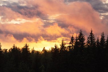 Estonya, Kuzey Avrupa 'da kozalaklı bir orman üzerinde renkli bir günbatımı. 