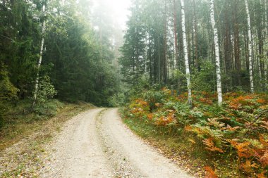 Kuzey Avrupa, Estonya 'nın karışık boreal ormanlarında sisli sonbahar sabahı boyunca küçük toprak yol.