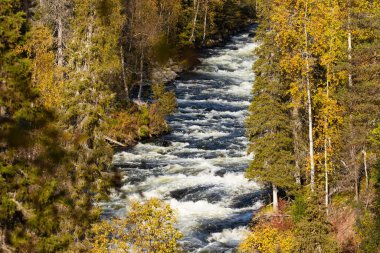 Kuzey Avrupa 'daki Kuusamo yakınlarındaki sonbahar yeşillikleri sırasında Finlandiya' nın verimli sonbahar ormanlarından nehir akıntılarının görüntüsü.