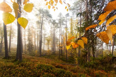 Kuzey Finlandiya 'da Oulanka Ulusal Parkı' nda sisli bir gündoğumu sırasında el değmemiş renkli tayga ormanı.