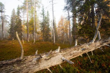 Kuzey Finlandiya 'da Oulanka Ulusal Parkı' nda sisli bir gündoğumu sırasında el değmemiş renkli tayga ormanı.