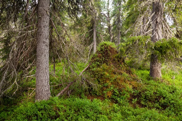 Una Lussureggiante Foresta Taiga Finlandese Con Una Grande Collina Formiche — Foto Stock