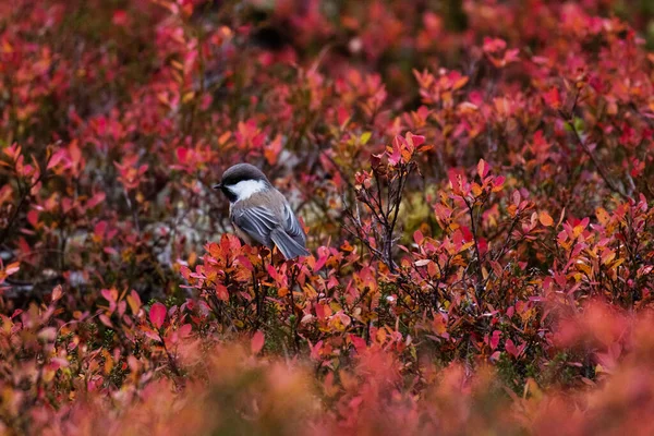 Small Siberian Tit Poecile Cinctus Middle Colorful Shrubs Autumn Foliage — Fotografia de Stock