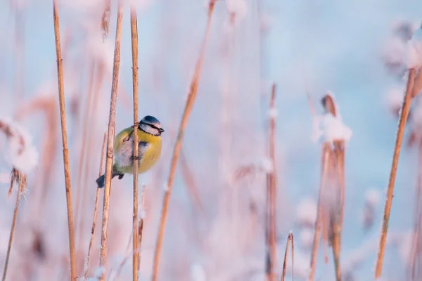 Small European Songbird Blue Tit Cyanistes Caeruleus Searching Food Reed — Stockfoto
