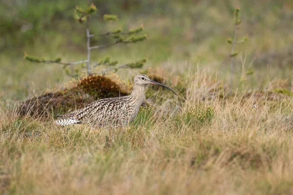 Eurasian Curlew Numenius Arquata Walking Springtime Bog Northern Finland — Stock Photo, Image