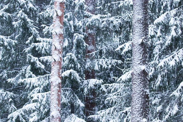 Хвойные Леса После Зимней Снежной Бури Эстонии Северной Европе — стоковое фото