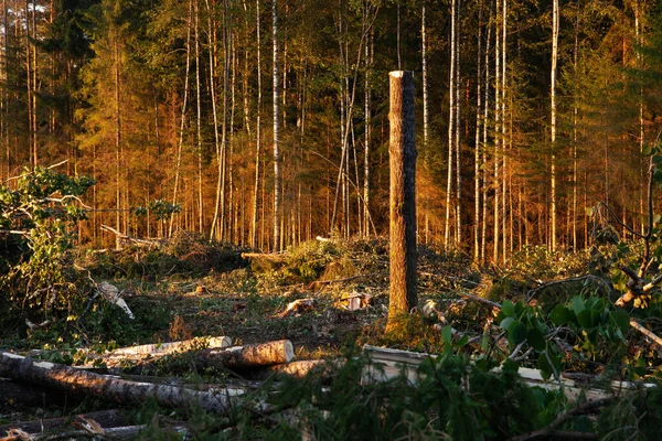 Egy Frissen Vágott Terület Friss Rönkökkel Ágakkal Egy Magányos Álló — Stock Fotó