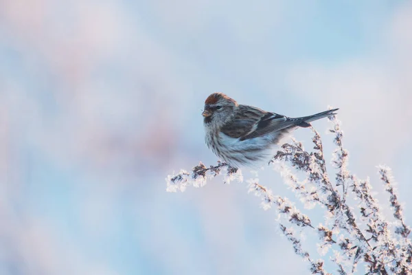 小さなヨーロッパの冬の渡り鳥エストニアの田舎 北ヨーロッパの寒い日没の間に霜の多い雑草の枝のAcanthisフラミア一般的な再調査 — ストック写真