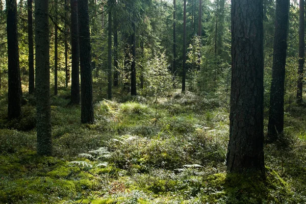 Bella Estate Lussureggiante Foresta Boreale Conifere Nella Natura Estone Nord — Foto Stock