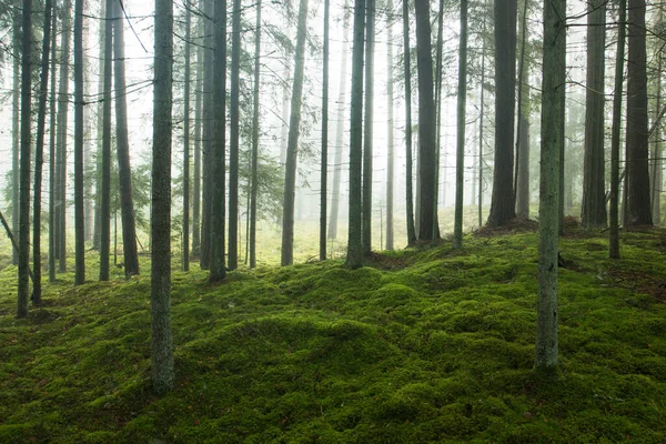 Foggy Muschio Coperto Foresta Conifere Una Mattina Nella Campagna Estone — Foto Stock