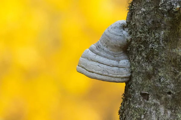 Ein Pilz Der Auf Einem Nadelholzbaum Und Altwald Nordfinnland Während — Stockfoto