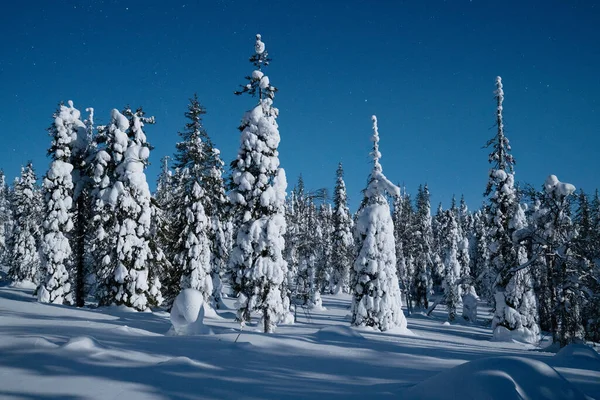 Árvores Semelhantes Velas Cobertas Com Geada Neve Pesada Durante Uma — Fotografia de Stock