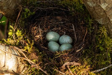 Avrupa ardıç kuşu, Kuzey Avrupa 'daki Estonya ormanlarında bahar üreme mevsiminde dört yumurtalı Turdus merula yuvası.