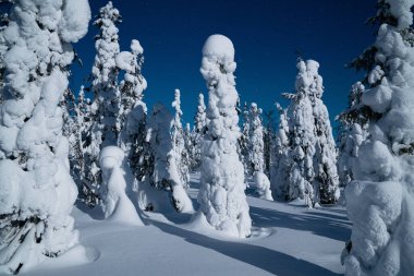 Riisitunturi Ulusal Parkı 'ndaki dolunay ışığı ile aydınlatılmış kış gecesinde karla kaplı mum benzeri ağaçlar..