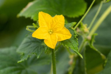 Estonya, Kuzey Avrupa 'da yaz boyunca sarı salatalık çiçeği.
