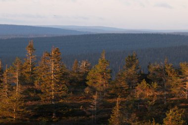 Kuzey Finlandiya 'daki Riisitunturi Milli Parkı' nda güzel bir sonbahar sabahı.