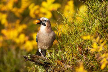 Meraklı Avrasyalı alakarga, Garrulus glandarius ölü bir dalın üzerinde duruyor ve sonbaharda karışık Estonya ormanlarında gagaları arasında olgun palamut tutuyor..