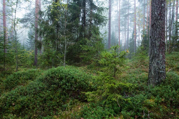 Una Nebbiosa Mattina Autunnale Una Foresta Conifere Estoni — Foto Stock