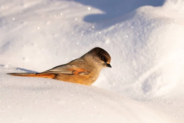 Adorable and puffy northern bird Siberian jay, Perisoreus infaustus, in snow during a cold morning sunrise in Kuusamo, Northern Finland