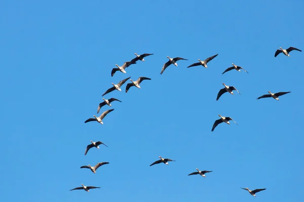 Pequeña Bandada Gansos Cielo Durante Una Migración Primaveral Estonia Norte — Foto de Stock