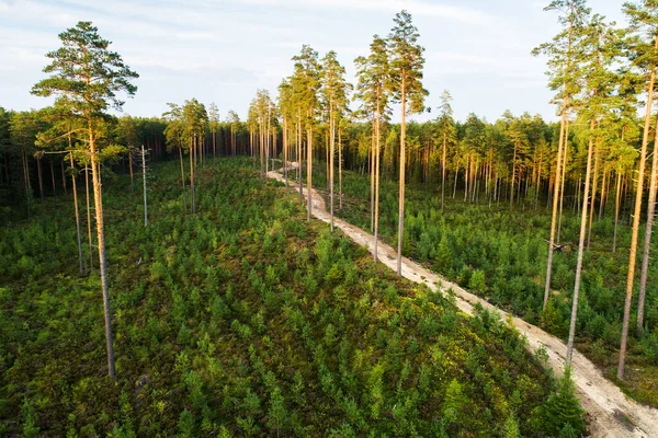 An aerial of former clear-cut area with new young pine trees and tall seed trees left after logging in Estonia, Nortern Europe.