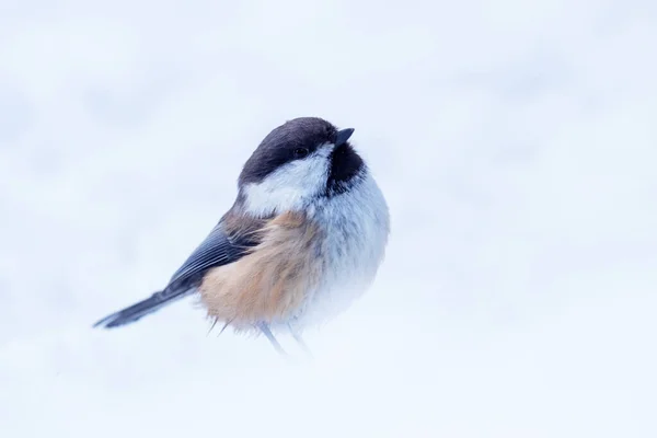 Siberian Tit Poecile Cinctus Lapland Cold Wintery Weather Northern Finland — 图库照片