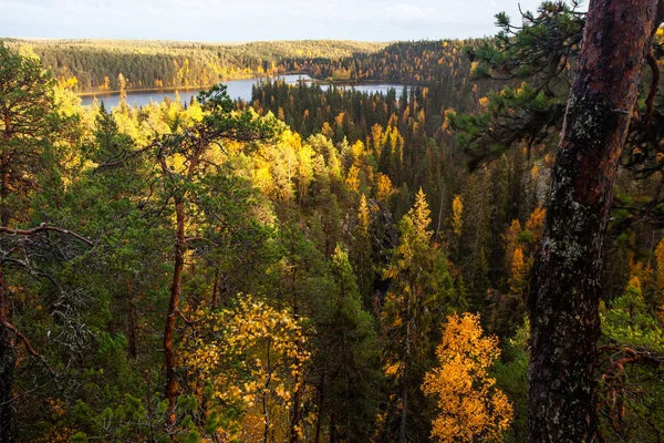 Uma Vista Para Uma Bela Colorida Floresta Taiga Lago Fundo — Fotografia de Stock