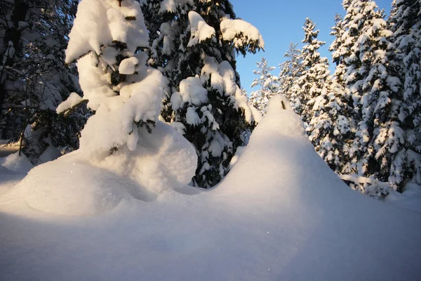 Árvores Floresta Boreal Estoniana Cobertas Com Neve Grossa Pesada Belo — Fotografia de Stock