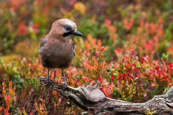 Curious European Songbird Eurasian Jay Garrulus Glandarius Middle Beautiful Fall — Stock Photo, Image