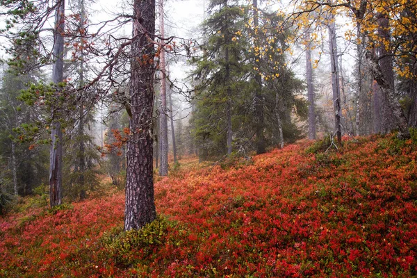 Jesienny Las Taiga Kolorową Podłogą Leśną Jesienią Północnej Finlandii Niedaleko — Zdjęcie stockowe