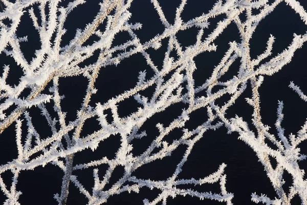 White Frosty Branches Cold Sunny Morning Estonia Northern Europe Royalty Free Stock Images