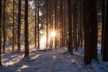 Estonya 'da karlı bir kış gününde Boreal Spruce ormanında güneş ışığı.