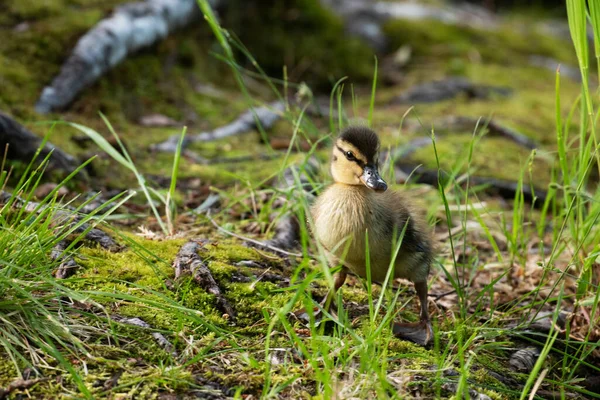 Small European Mallard Anas Platyrhynchos Chick Standing Grass Finland — Stock Photo, Image