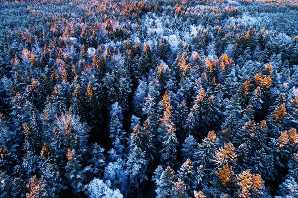 Een Luchtfoto Van Winterwonderland Besneeuwd Boreaal Naaldbos Met Ijzige Dennen — Stockfoto