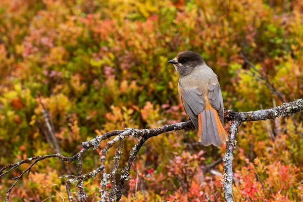 Leuke Europese Vogel Siberische Gaai Perisoreus Infaustus Het Herfsttaiga Bos — Stockfoto