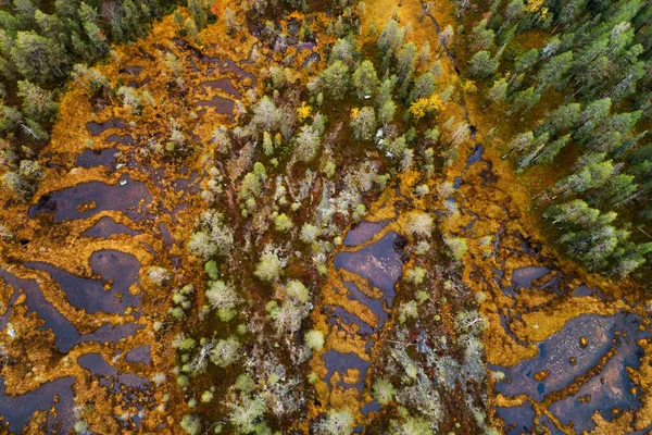 Uma Vista Aérea Pântano Colorido Durante Folhagem Outono Lado Parque — Fotografia de Stock