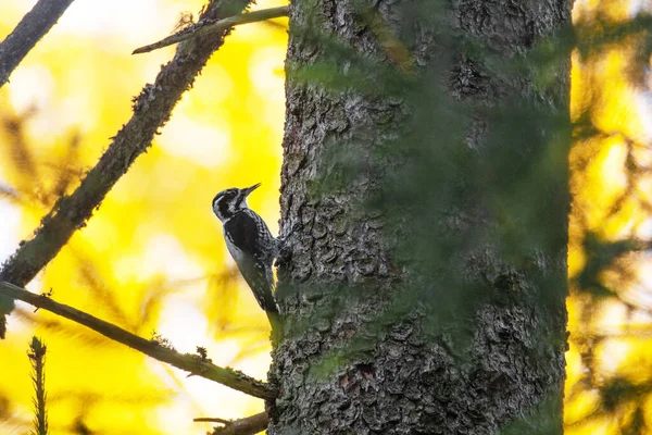 Europäischer Waldvogel Dreizehenspecht Picoides Tridactylus Auf Einem Fichtenstamm Einem Urwald — Stockfoto