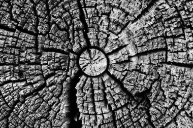 Kuzey Avrupa 'nın Estonya kırsal kesimindeki bir ahırın kütüğündeki eski ve rustik ahşap desen..