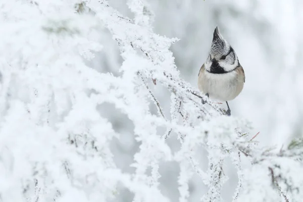 Singvogel Europäische Haubenmeise Lophophanes Cristatus Hockt Auf Einem Frostigen Ast — Stockfoto