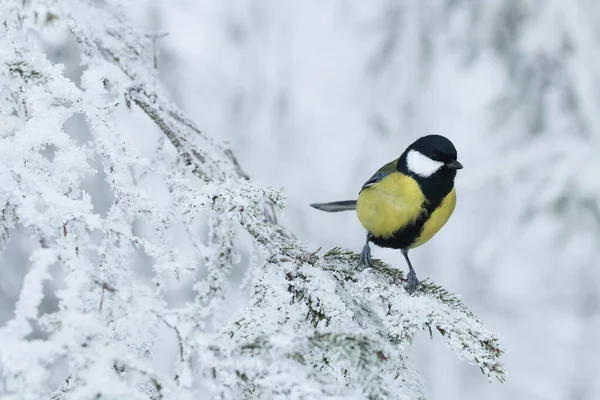 Small European Songbird Great Tit Parus Major Stopping Frosty Spruce — Stock Fotó