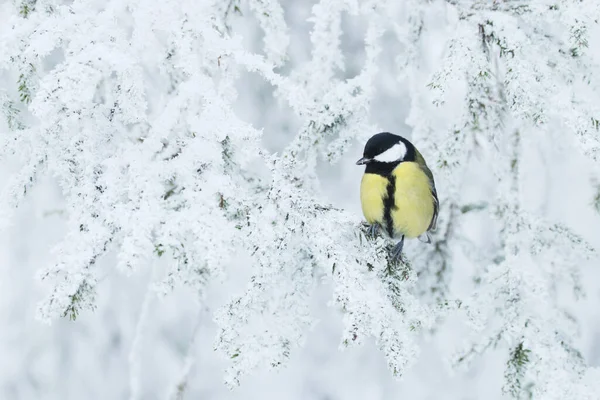 Small European Songbird Great Tit Parus Major Stopping Frosty Spruce — Stock Fotó