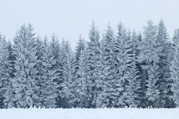 Neve Espessa Geada Árvores Cobertas País Das Maravilhas Inverno Durante — Fotografia de Stock